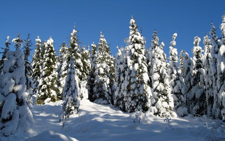 Winterwald Wallpaper Database