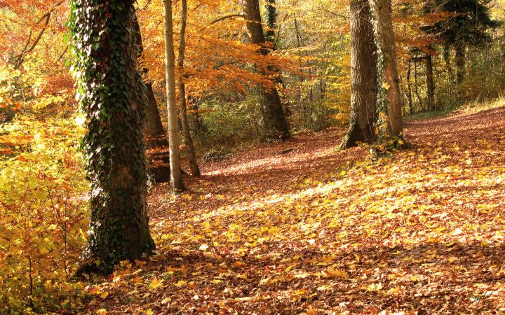 Herbstwald Wallpaper Database